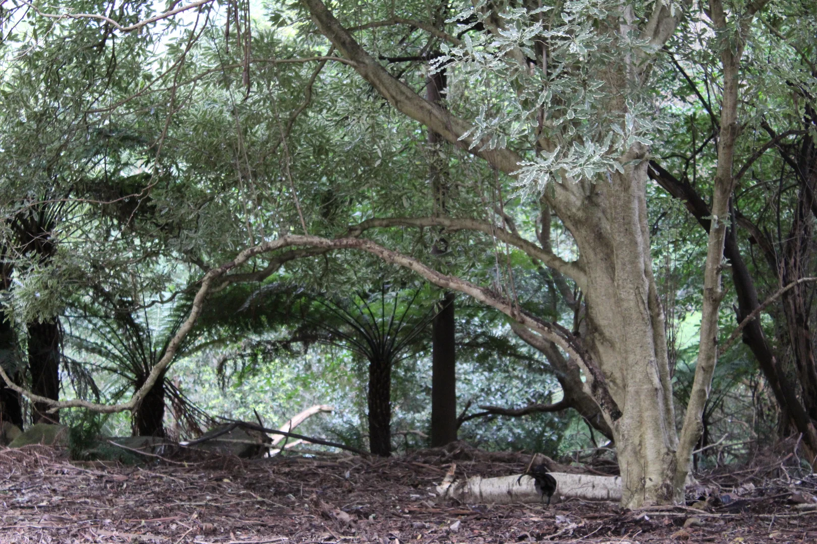 Additional image 11 of 13-15 Sunset Ave, Olinda VIC 3788