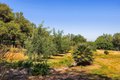 Additional image 54 of 28808 Mountain Meadow Rd, Escondido, CA, 92026
