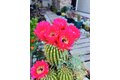 Additional image 32 of 1059 Harvest Mill Dr, Manteca, CA, 95336