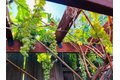 Additional image 30 of 1059 Harvest Mill Dr, Manteca, CA, 95336