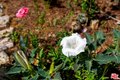 Additional image 28 of 4015 Shelburn Ct, Los Angeles, CA, 90065