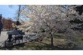 Additional image 31 of 118-82 Metropolitan Ave Unit 1B, Kew Gardens, NY, 11415