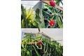 Additional image 31 of 1059 Harvest Mill Dr, Manteca, CA, 95336