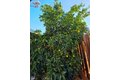 Additional image 30 of 27250 Murrieta Rd Spc 390, Menifee, CA, 92586