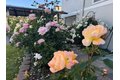Additional image 63 of 209 Norwich Dr, South San Francisco, CA, 94080