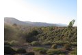 Additional image 16 of 32916 Vine St, Temecula, CA, 92592