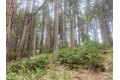 Additional image 45 of 9427 Grizzly Flat Rd, Grizzly Flats, CA, 95636