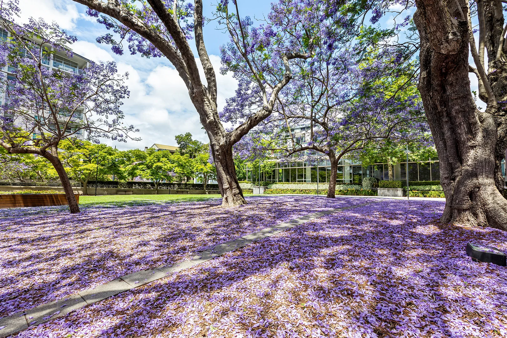 Additional image 20 of 1206/1 Sterling Circuit, Camperdown NSW 2050