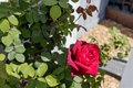 Additional image 44 of 812 37th St, Oakland, CA, 94608