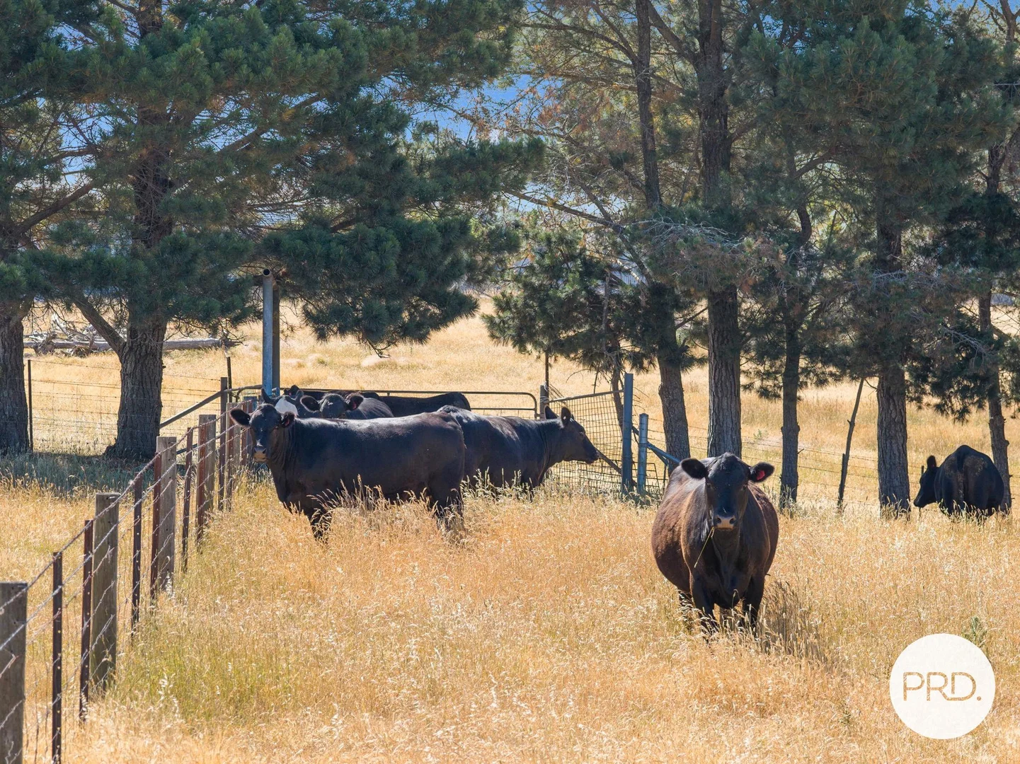 Additional image 19 of 1349 Bungendore Road, Bywong NSW 2621