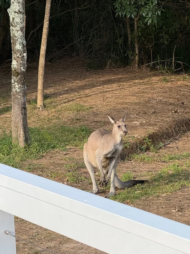 4 Sunbird Pl, Bawley Point NSW 2539