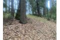 Additional image 41 of 9427 Grizzly Flat Rd, Grizzly Flats, CA, 95636