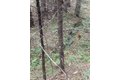 Additional image 44 of 9427 Grizzly Flat Rd, Grizzly Flats, CA, 95636