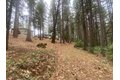 Additional image 34 of 9427 Grizzly Flat Rd, Grizzly Flats, CA, 95636