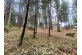 Additional image 39 of 9427 Grizzly Flat Rd, Grizzly Flats, CA, 95636
