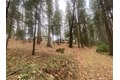 Additional image 40 of 9427 Grizzly Flat Rd, Grizzly Flats, CA, 95636