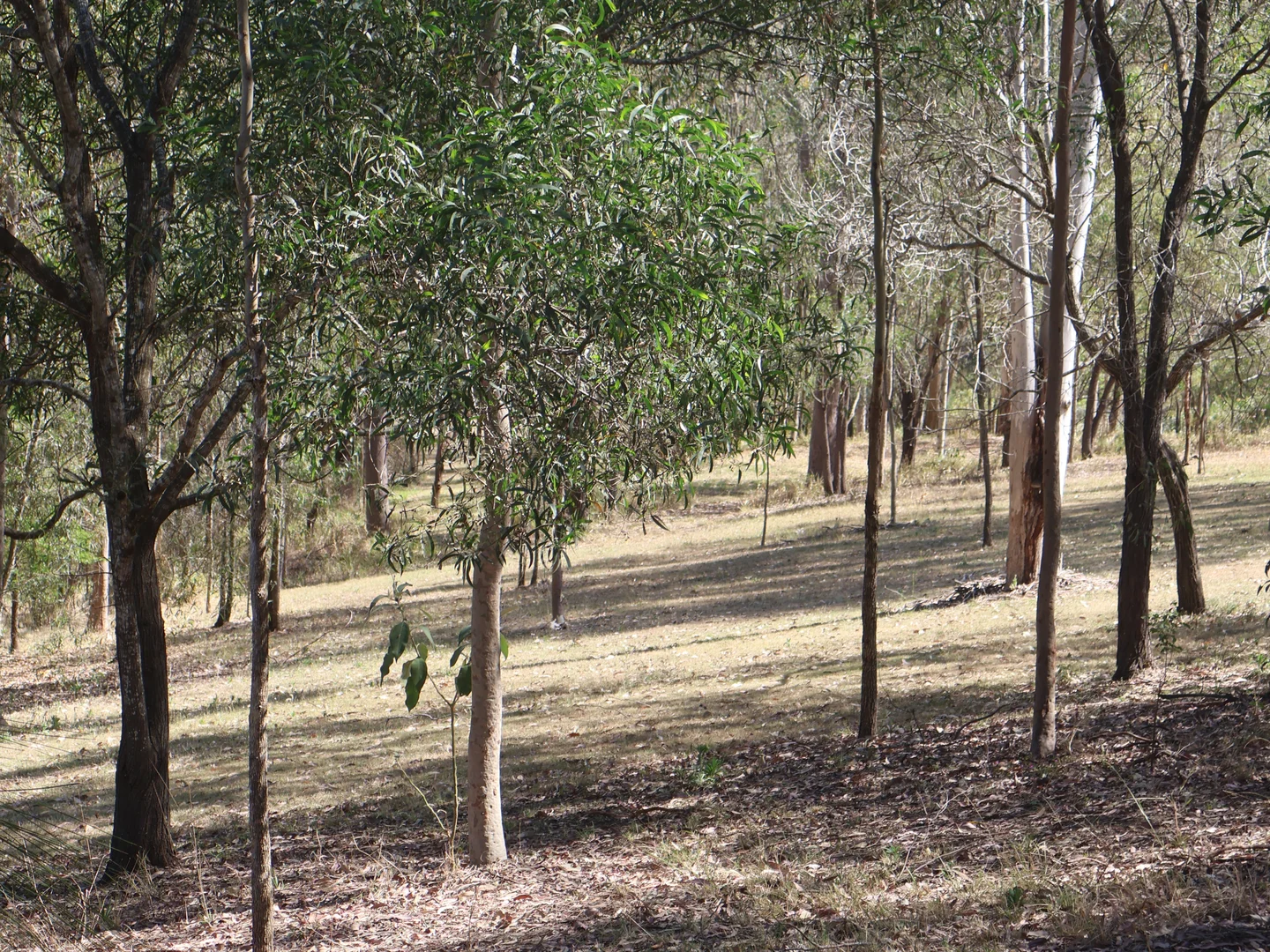 Additional image 13 of 140-146 Stephens Place, Kooralbyn QLD 4285