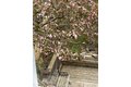 Additional image 35 of 303 Nahant Rd, Nahant, MA, 01908