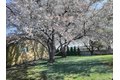 Additional image 41 of 1450 Adair Dr, Richland, WA, 99352