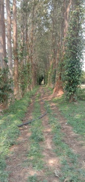 Additional image 3 of Piriyapatna, Mysore