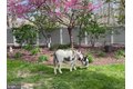 Additional image 9 of 11 Princeton Ave, Egg Harbor Township, NJ, 08234