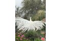 Additional image 61 of 23255 W Paloma Blanca Dr, Malibu, CA, 90265