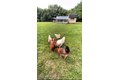 Additional image 41 of 162 Millstone Rd, Millstone, NJ, 08535