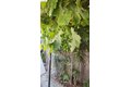 Additional image 50 of 2328 Bartlett St, Oakland, CA, 94601