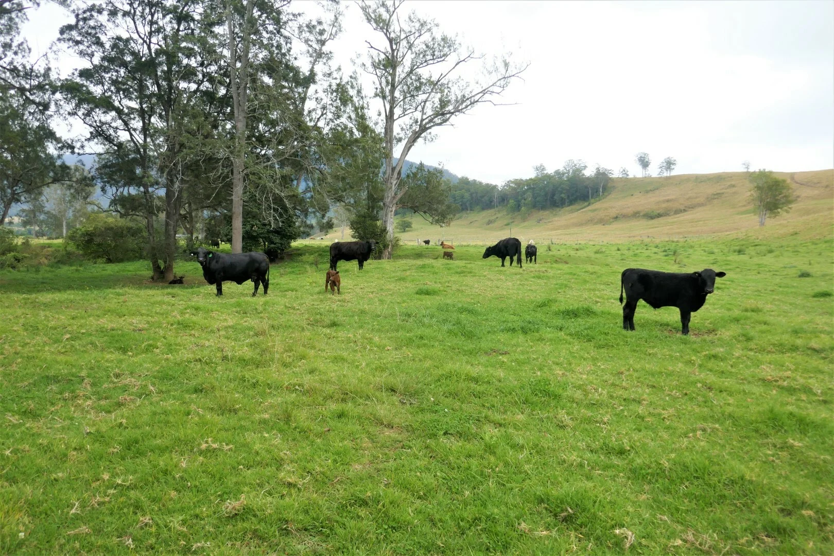 Additional image 8 of 35 Phelps Road, Kyogle NSW 2474