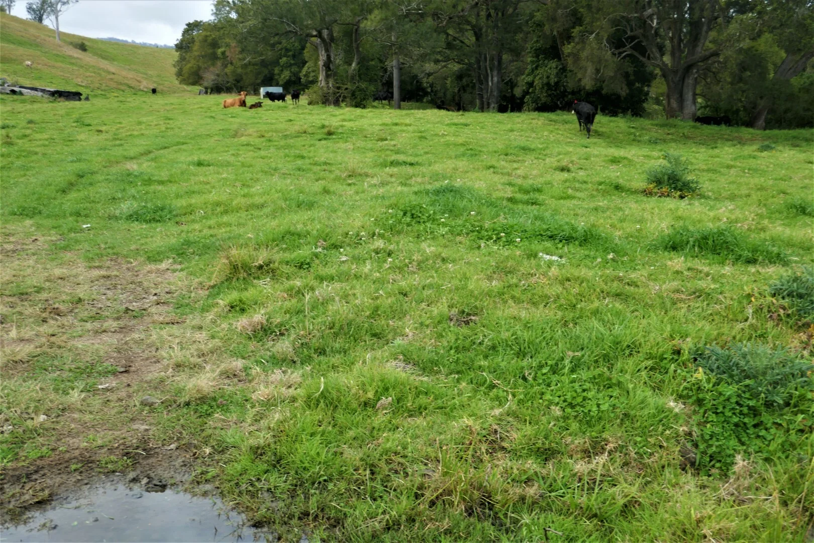 Additional image 11 of 35 Phelps Road, Kyogle NSW 2474