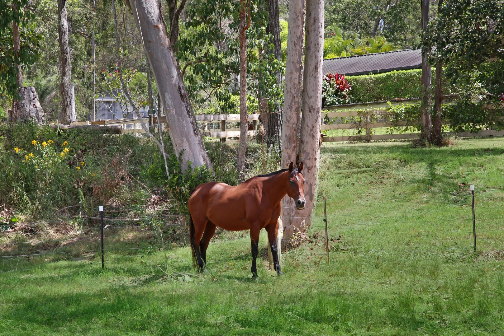 Additional image 32 of 745 Gilston Road, Gilston QLD 4211