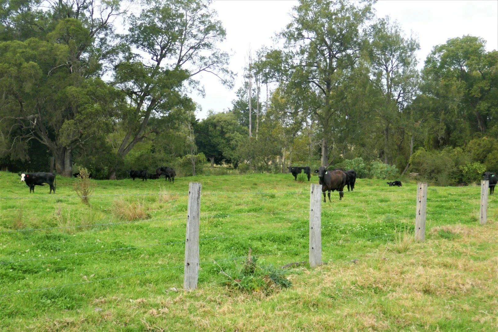 Additional image 3 of 35 Phelps Road, Kyogle NSW 2474