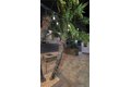 Additional image 48 of 18224 Chatsworth St, Porter Ranch, CA, 91326