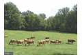 Additional image 65 of 15407 Doctor Bowen Rd, Brandywine, MD, 20613
