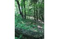 Additional image 17 of Dingman Hill Rd, Bainbridge, NY, 13733
