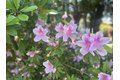 Additional image 38 of 4125 Oro St, Redding, CA, 96001