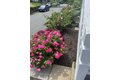Additional image 40 of 60 Roy St, Swampscott, MA, 01907