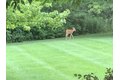 Additional image 79 of 31470 N Reigate Ln, Libertyville, IL, 60048