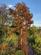 Additional image 44 of Ravendale, Grassgarth Lane, Ings, Kendal, LA8 9QF