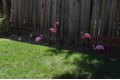 Additional image 20 of 8392 Red Fox Way, Elk Grove, CA, 95758