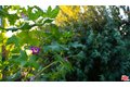 Additional image 40 of 20307 Mobile St, Winnetka, CA, 91306