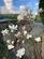 Additional image 47 of Ravendale, Grassgarth Lane, Ings, Kendal, LA8 9QF