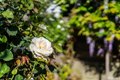 Additional image 53 of 631 San Bruno Ave, San Francisco, CA, 94107