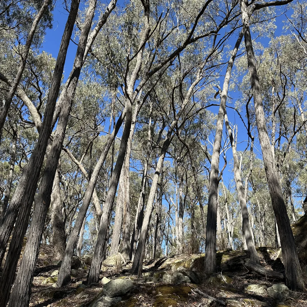 Additional image 5 of 880 Lima East Road, Lima East VIC 3673