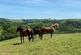 Additional image 15 of Cadeleigh, Tiverton, Devon, EX16