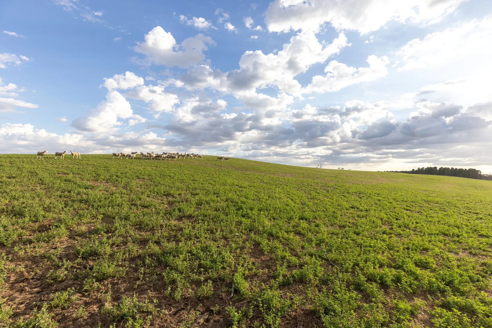 Additional image 3 of 2885 Frances Road, Bordertown SA 5268