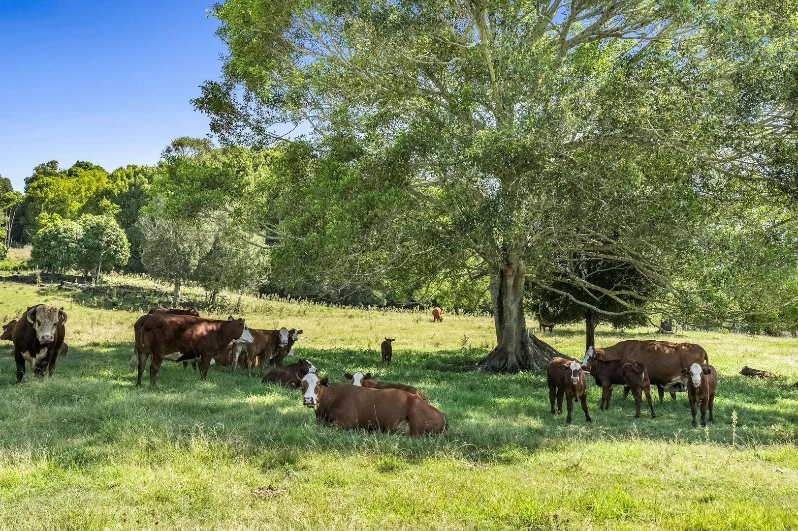 Additional image 25 of 334 James Gibson Road, Clunes NSW 2480