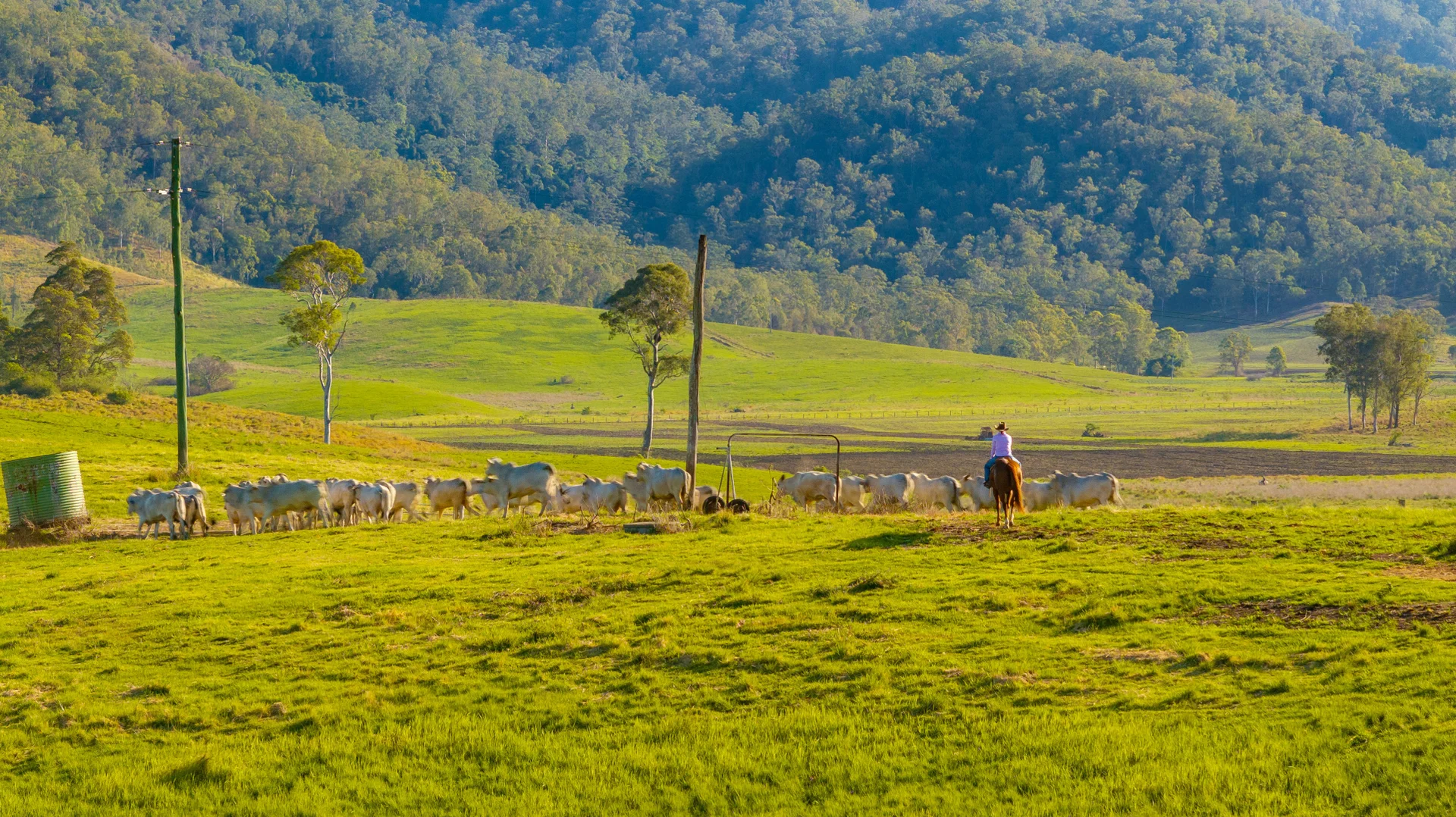 Additional image 22 of 1890 Maleny - Kenilworth Road, Conondale QLD 4552