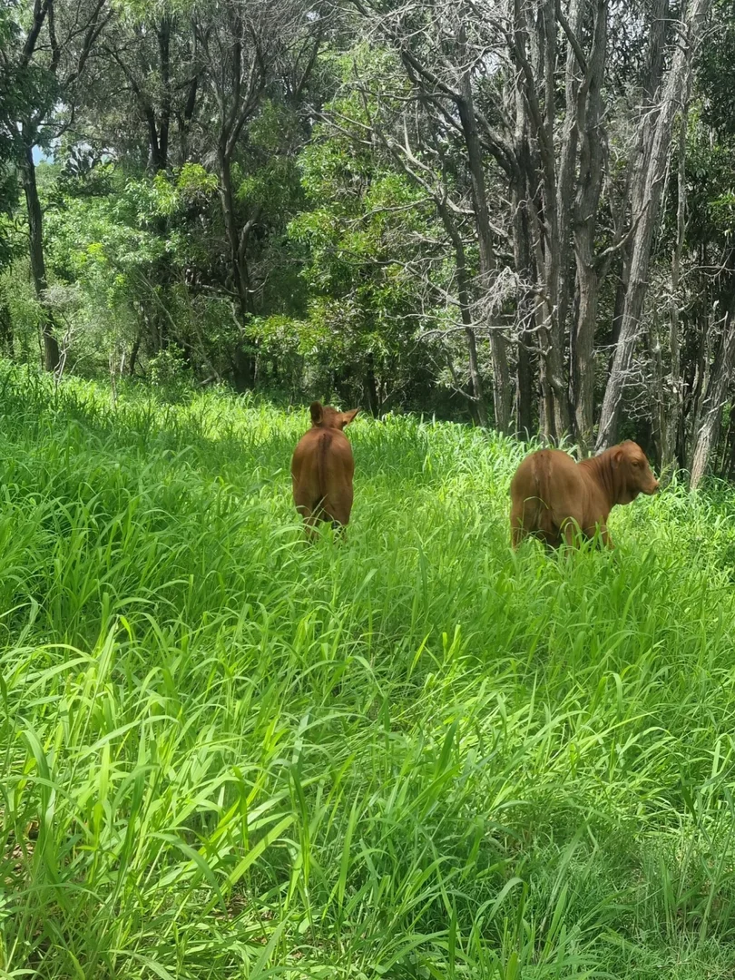 Additional image 30 of 697 Ingoldsby rd, Ingoldsby QLD 4343