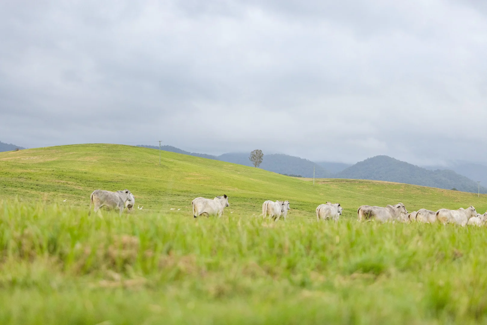 Additional image 23 of 1890 Maleny - Kenilworth Road, Conondale QLD 4552